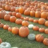 Harvest Ridge Corntacular Adventure photo