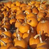 Harvest Ridge Corntacular Adventure photo