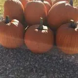 Harvest Ridge Corntacular Adventure photo