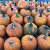 Harvest Ridge Corntacular Adventure photo