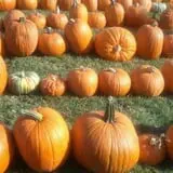 Harvest Ridge Corntacular Adventure photo