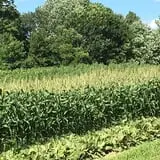 Jillson's Farm & Sugarhouse photo