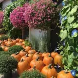 Jillson's Farm & Sugarhouse photo