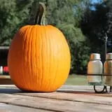 Granny Mae's Pumpkin Patch photo