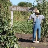Granny Mae's Pumpkin Patch photo