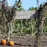 Granny Mae's Pumpkin Patch photo