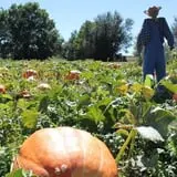 Granny Mae's Pumpkin Patch photo