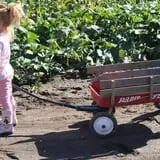 Granny Mae's Pumpkin Patch photo