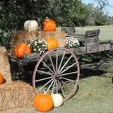 Granny Mae's Pumpkin Patch photo