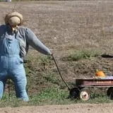 Granny Mae's Pumpkin Patch photo