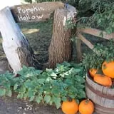 Granny Mae's Pumpkin Patch photo