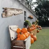 Granny Mae's Pumpkin Patch photo