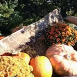 Granny Mae's Pumpkin Patch photo