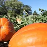 Granny Mae's Pumpkin Patch photo