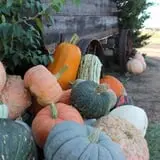 Granny Mae's Pumpkin Patch photo