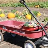 Granny Mae's Pumpkin Patch photo