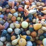 Carlton Farms photo