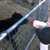 Carlton Farms photo
