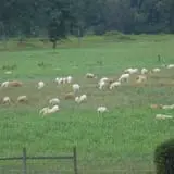 Carlton Farms photo