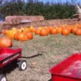 Carlton Farms photo