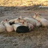 Carlton Farms photo
