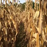 Carlton Farms photo