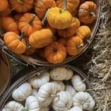 Rowe Crop Farm Family Fall Fun photo