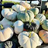 Rowe Crop Farm Family Fall Fun photo