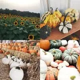 Rowe Crop Farm Family Fall Fun photo