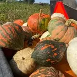 Rowe Crop Farm Family Fall Fun photo