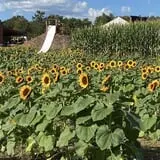 Rowe Crop Farm Family Fall Fun photo