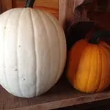 Hearty Harvest photo