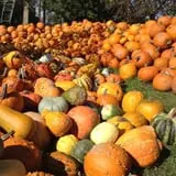 Hearty Harvest photo