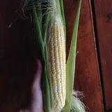 Hearty Harvest photo