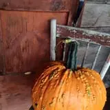Hearty Harvest photo