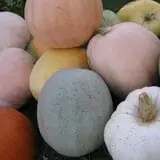Hearty Harvest photo