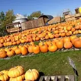 Hearty Harvest photo