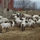 Hearty Harvest photo