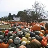 Hearty Harvest photo
