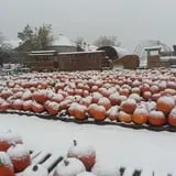 Hearty Harvest photo