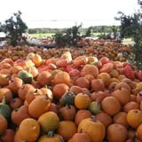Hearty Harvest photo
