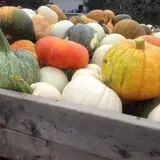 Hearty Harvest photo