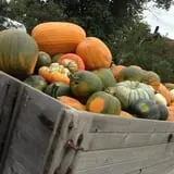 Hearty Harvest photo