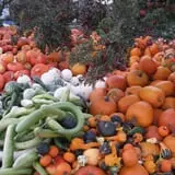 Hearty Harvest photo