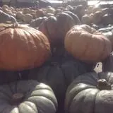 Hearty Harvest photo