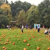 Pumpkin Patch Trolley photo