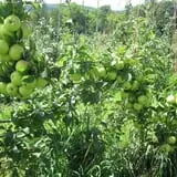 Burtt's Apple Orchard photo