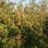 Burtt's Apple Orchard photo