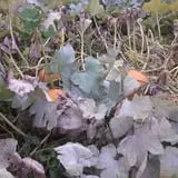 Burtt's Apple Orchard photo