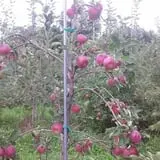 Burtt's Apple Orchard photo